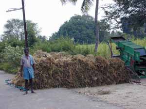 Sometimes machines are used for threshing.