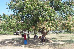 Land with a beautiful Mango tree in the centre was purchased for the new factory.