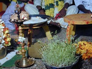 Symbolism is an important part of a Hindu marriage ceremony. The growing seeds represent fertility.