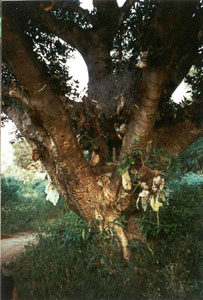 Cows are sacred in India. When a cow gives birth the 'afterbirth' is tied in cloth and hung in a particular tree to stop dogs eating them.