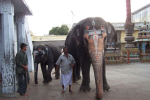 The temple elephants at Kanchipuram Temple.